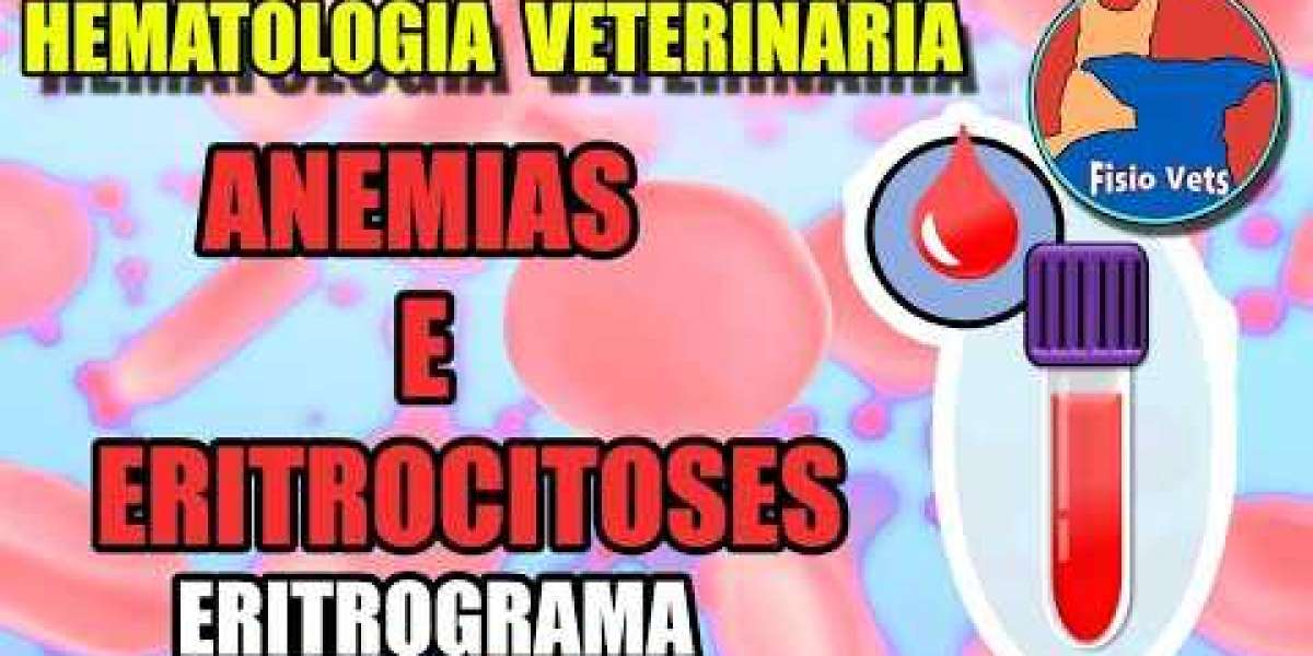 Saiba Quanto Você Vai Pagar por um Eletrocardiograma para Seu Cachorro