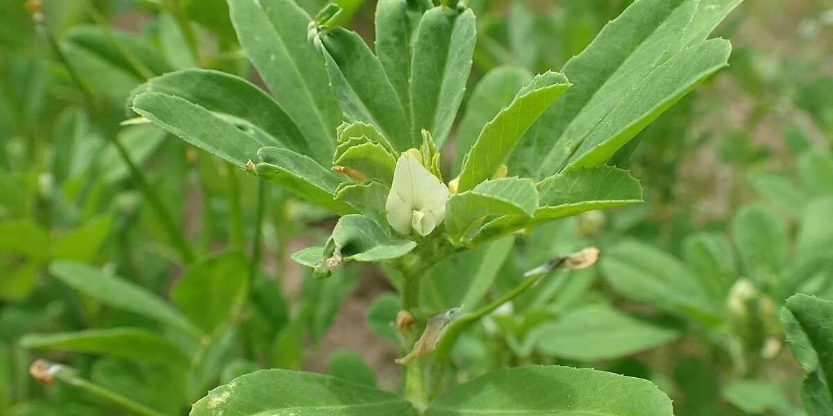 Té de romero: para qué sirve, 10 beneficios y cómo prepararlo